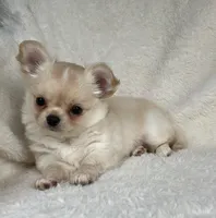 AKC Rocco, a male Chihuahua for sale in Jasper, MO – 1 of 9