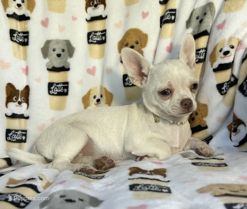 AKC Trina – Chihuahua puppy for sale in Jasper, MO
