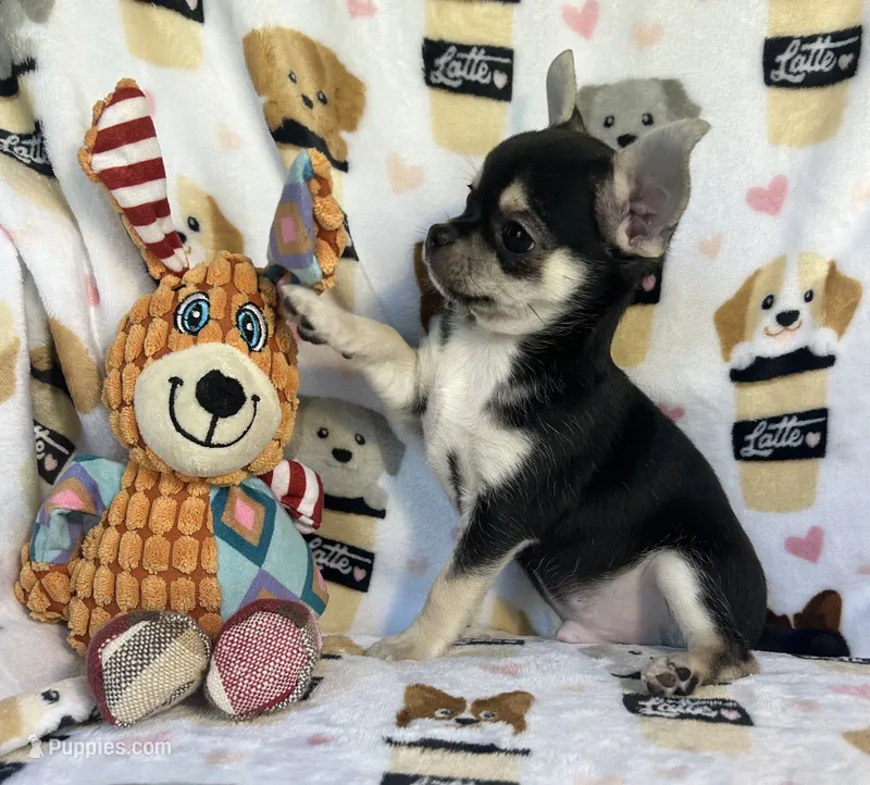Waffles  – Chihuahua puppy for sale in Jasper, MO