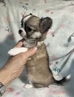 AKC Shayla, a female Chihuahua for sale in Jasper, MO – 5 of 10