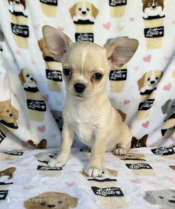 AKC Yoki – Chihuahua puppy for sale in Jasper, MO