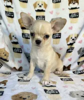 AKC Yoki, a male Chihuahua for sale in Jasper, MO – 1 of 6