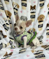 AKC Tally, a female Chihuahua for sale in Jasper, MO – 5 of 8