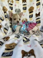AKC Tinsel, a female Chihuahua for sale in Jasper, MO – 10 of 10