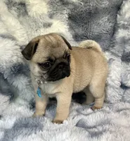 AKC Maggie, a female Pug for sale in Jasper, MO – 6 of 8