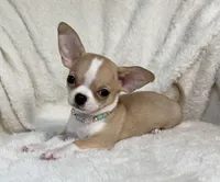 AKC Pippin, a female Chihuahua for sale in Jasper, MO – 5 of 7