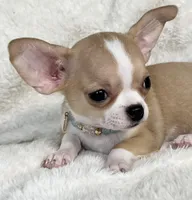 AKC Pippin, a female Chihuahua for sale in Jasper, MO – 3 of 7