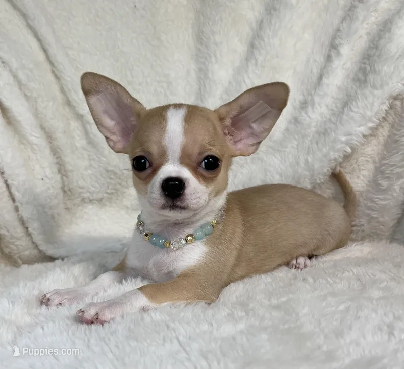AKC Pippin, a female Chihuahua for sale in Jasper, MO – 1 of 7