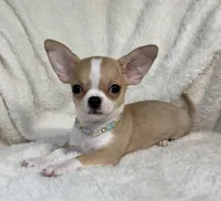 AKC Pippin, a female Chihuahua for sale in Jasper, MO – 1 of 7