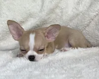 AKC Pippin, a female Chihuahua for sale in Jasper, MO – 7 of 7