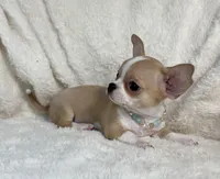 AKC Pippin, a female Chihuahua for sale in Jasper, MO – 6 of 7