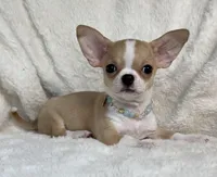AKC Pippin, a female Chihuahua for sale in Jasper, MO – 2 of 7