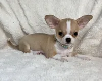 AKC Pippin, a female Chihuahua for sale in Jasper, MO – 4 of 7