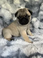AKC Marvin, a male Pug for sale in Jasper, MO – 3 of 9