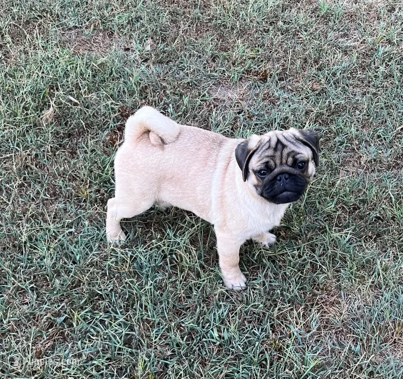 AKC Champion lines Murphy – Pug puppy for sale in Jasper, MO