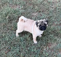 AKC Champion lines Murphy, a male Pug for sale in Jasper, MO – 1 of 8