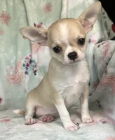 AKC Reggie, a male Chihuahua for sale in Jasper, MO – 4 of 7