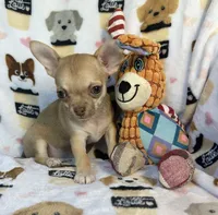 AKC Wrigley, a male Chihuahua for sale in Jasper, MO – 4 of 7