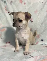 AKC Sailor, a male Chihuahua for sale in Jasper, MO – 8 of 9