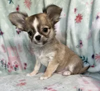 AKC Rocket Man, a male Chihuahua for sale in Jasper, MO – 3 of 9