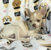 AKC Tinsel, a female Chihuahua for sale in Jasper, MO – 3 of 10