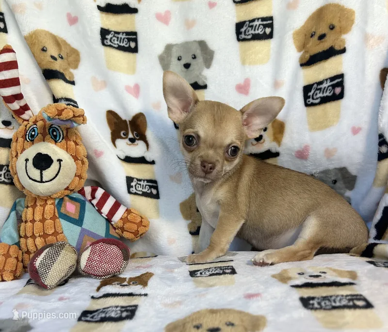 AKC Wrigley – Chihuahua puppy for sale in Jasper, MO