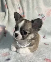 AKC Shayla, a female Chihuahua for sale in Jasper, MO – 6 of 10