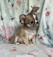 AKC Rocket Man, a male Chihuahua for sale in Jasper, MO – 5 of 9
