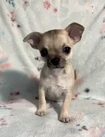 AKC Sailor, a male Chihuahua for sale in Jasper, MO – 4 of 9