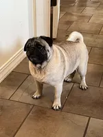 AKC Zara, a female Pug for sale in Jasper, MO – 7 of 8