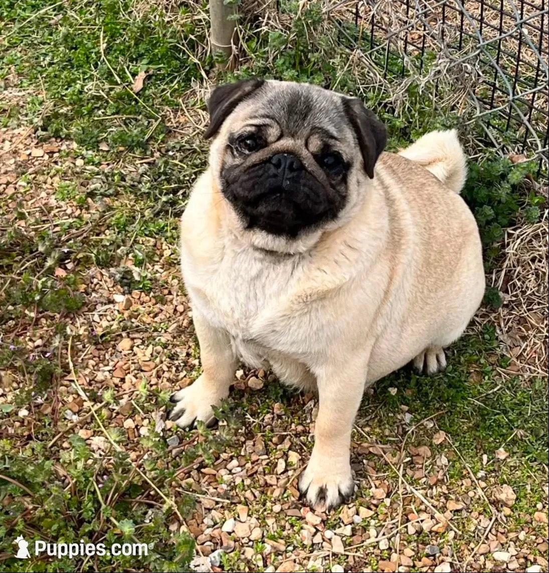 AKC Show prospect Midas, a male Pug for sale in Jasper, MO – 9 of 10