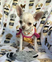 AKC Tzuki, a female Chihuahua for sale in Jasper, MO – 9 of 9