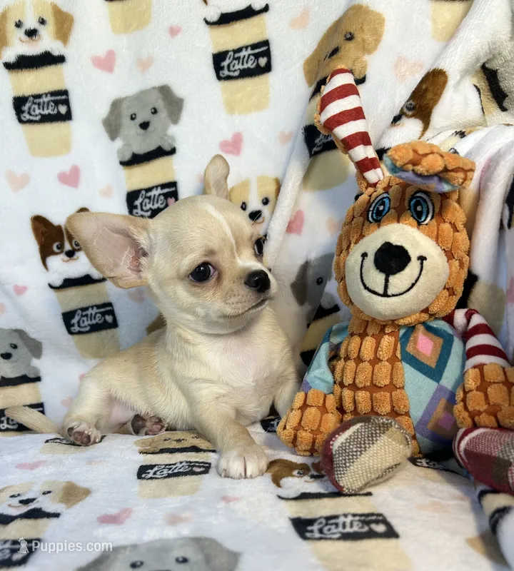 AKC Yoki – Chihuahua puppy for sale in Jasper, MO
