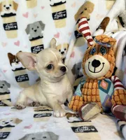 AKC Yoki, a male Chihuahua for sale in Jasper, MO – 2 of 6