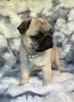 AKC Maggie, a female Pug for sale in Jasper, MO – 4 of 8