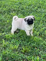 AKC Midas, a male Pug for sale in Jasper, MO – 2 of 10