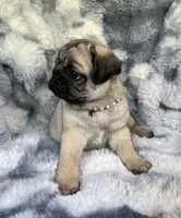 AKC Misha, a female Pug for sale in Jasper, MO – 5 of 10