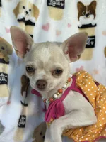 AKC Tzuki, a female Chihuahua for sale in Jasper, MO – 6 of 9