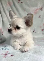 AKC Silas, a male Chihuahua for sale in Jasper, MO – 4 of 6