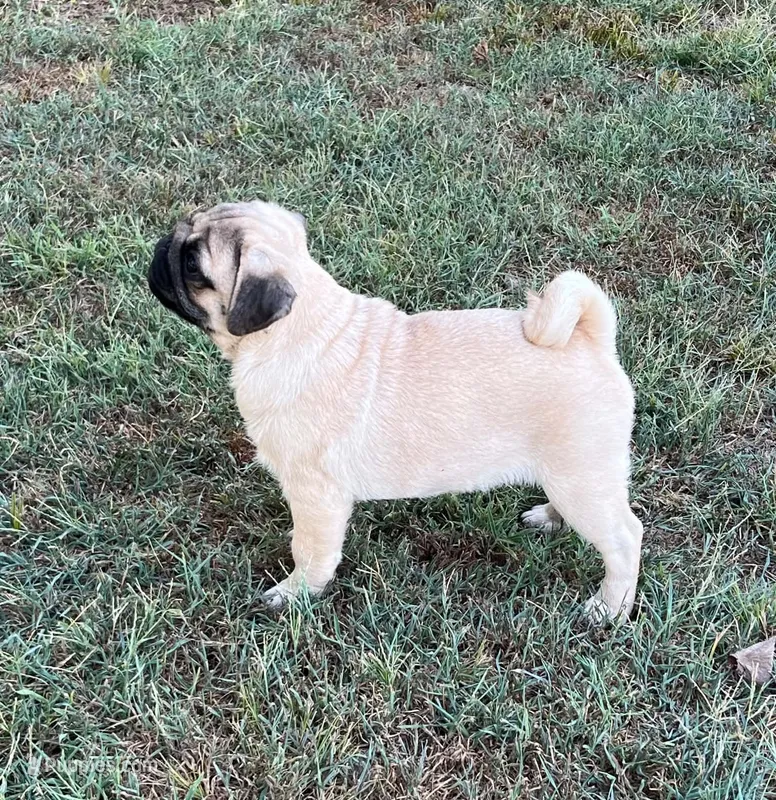 AKC Midas champ lines – Pug puppy for sale in Jasper, MO