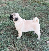 AKC champion lines, show prospect Midas, a male Pug for sale in Jasper, MO – 4 of 10