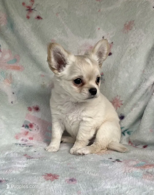 AKC Silas – Chihuahua puppy for sale in Jasper, MO