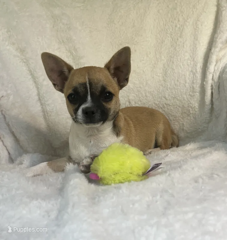 AKC Nick – Chihuahua puppy for sale in Jasper, MO
