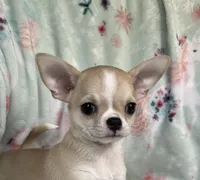 AKC Reggie, a male Chihuahua for sale in Jasper, MO – 2 of 7