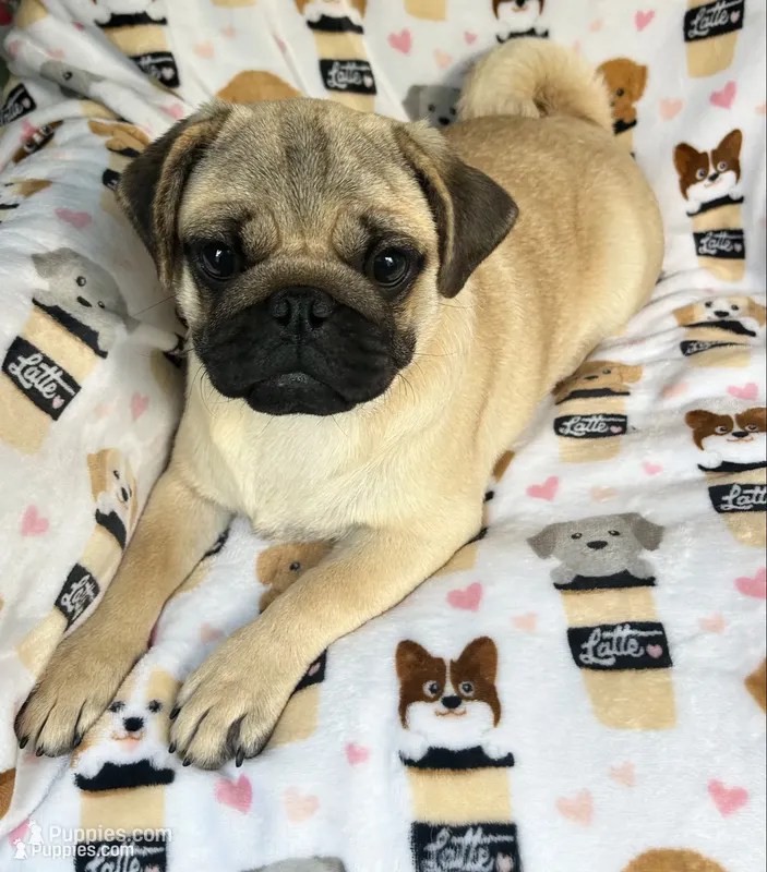 AKC Midas many champions in pedigree – Pug puppy for sale in Jasper, MO