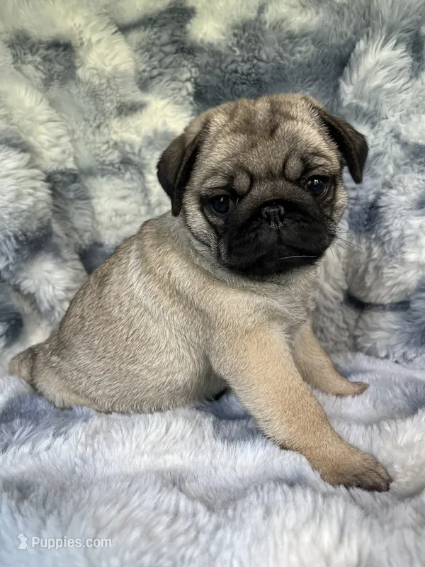 AKC Misha – Pug puppy for sale in Jasper, MO