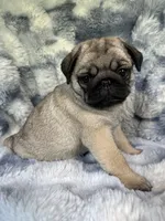 AKC Misha, a female Pug for sale in Jasper, MO – 1 of 10