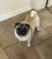 AKC Zara, a female Pug for sale in Jasper, MO – 2 of 8