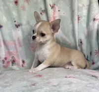 AKC Reggie, a male Chihuahua for sale in Jasper, MO – 6 of 7