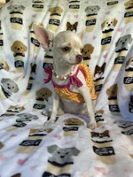 AKC Tzuki, a female Chihuahua for sale in Jasper, MO – 7 of 9